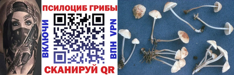 где купить   Новоульяновск  KRAKEN   Псилоцибиновые грибы Psilocybe 